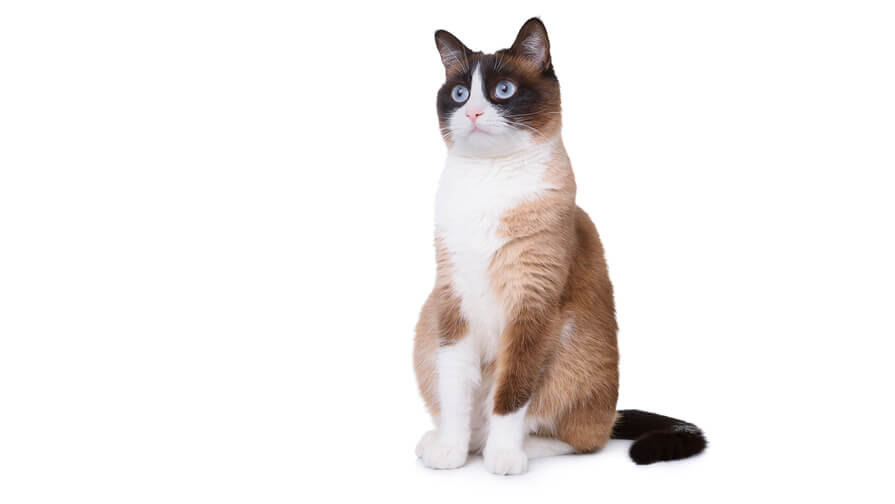 Snowshoe Cat Breed Information Purina